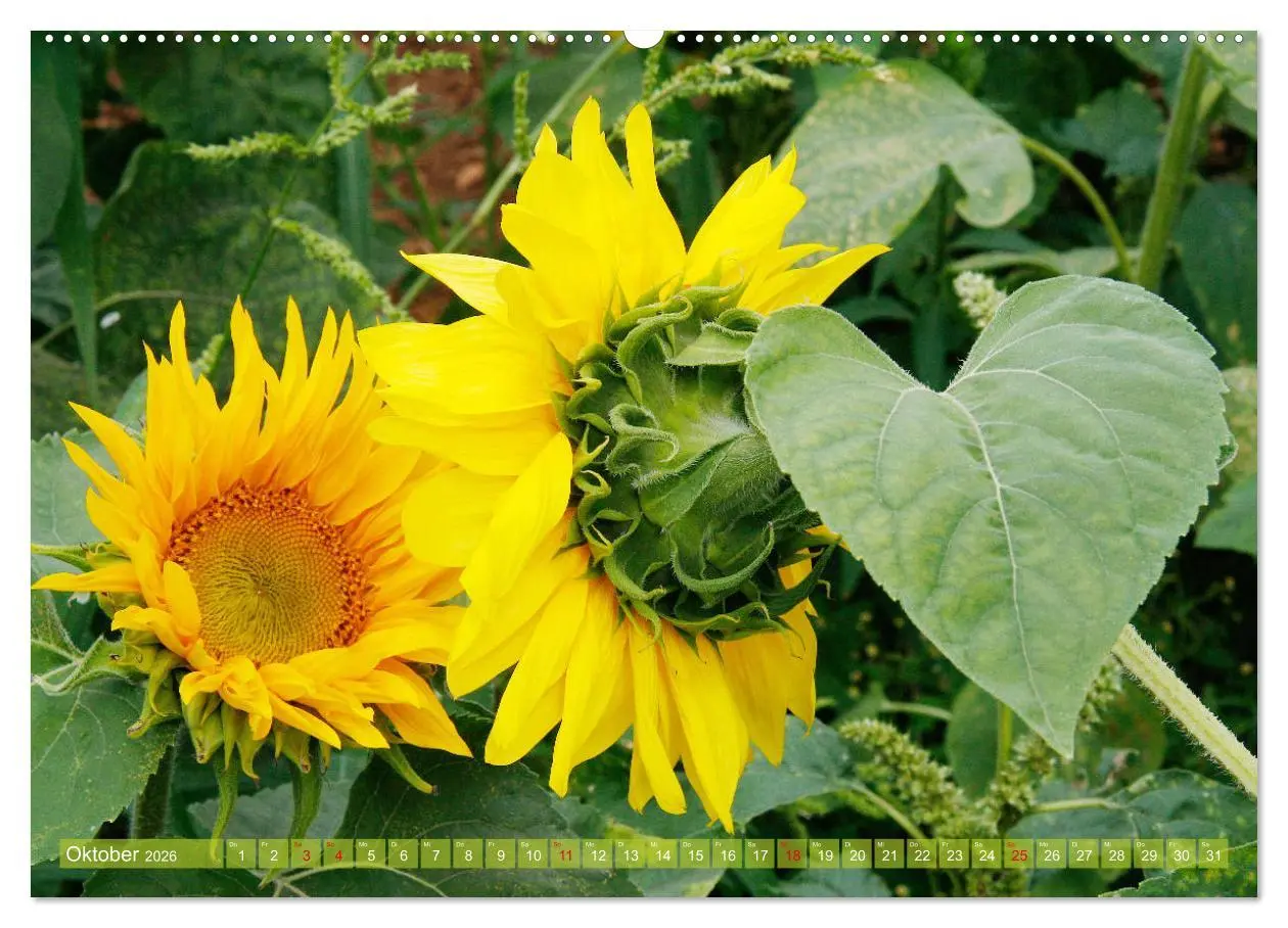 Bild: 9783457703441 | Sonnenblumenwelt (hochwertiger Premium Wandkalender 2026 DIN A2...