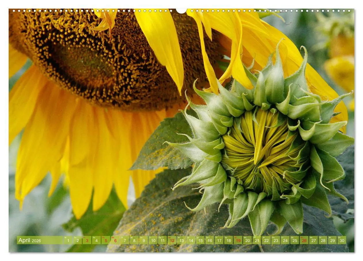 Bild: 9783457703441 | Sonnenblumenwelt (hochwertiger Premium Wandkalender 2026 DIN A2...