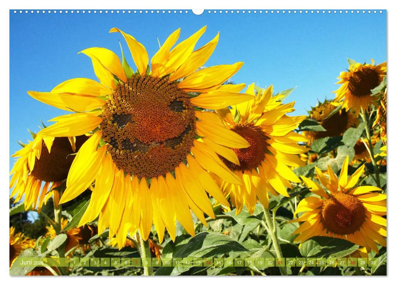 Bild: 9783457703441 | Sonnenblumenwelt (hochwertiger Premium Wandkalender 2026 DIN A2...