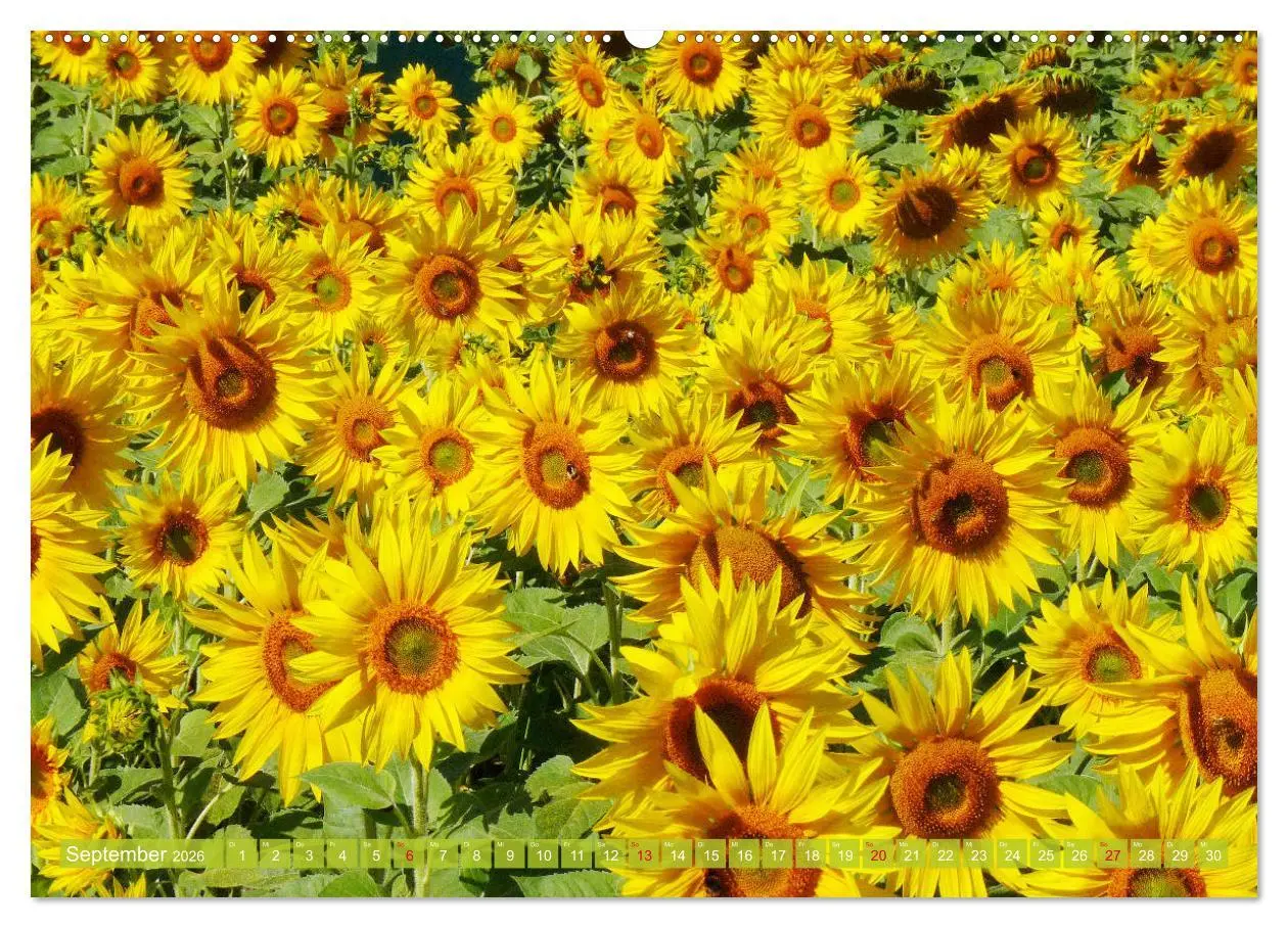 Bild: 9783457703441 | Sonnenblumenwelt (hochwertiger Premium Wandkalender 2026 DIN A2...