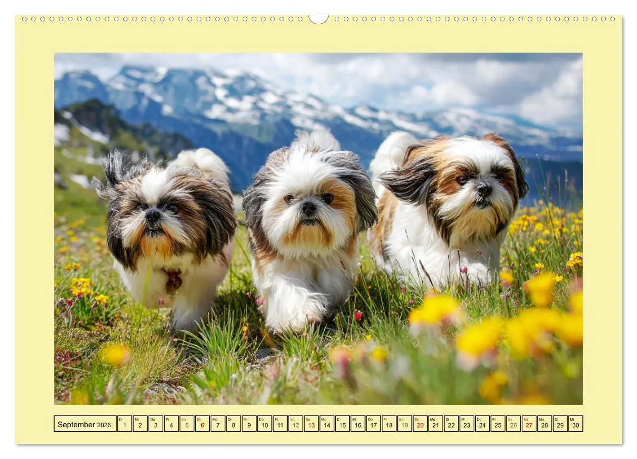 Bild: 9783457943441 | Shih Tzu Glück. Zauberhafte Hunde im alpinen Wanderglück...