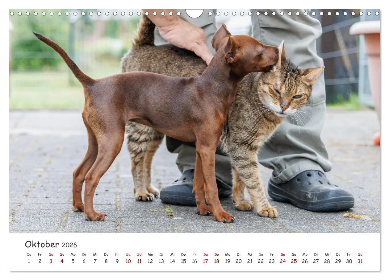 Bild: 9783457483541 | Zwergpinscher Sally's erstes Jahr (Wandkalender 2026 DIN A3 quer),...
