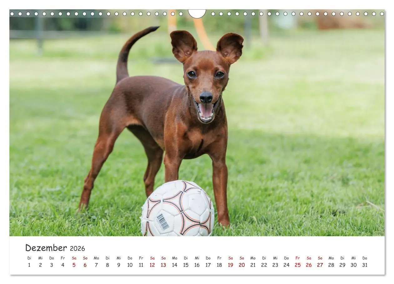 Bild: 9783457483541 | Zwergpinscher Sally's erstes Jahr (Wandkalender 2026 DIN A3 quer),...