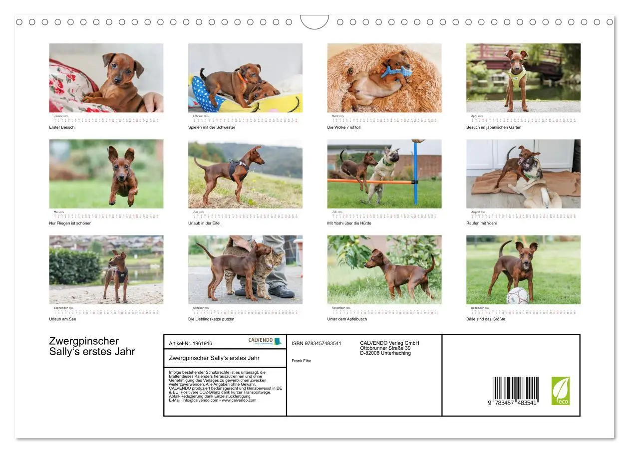 Bild: 9783457483541 | Zwergpinscher Sally's erstes Jahr (Wandkalender 2026 DIN A3 quer),...