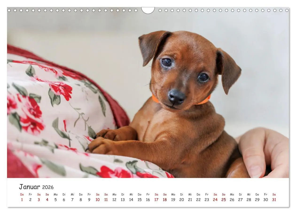 Bild: 9783457483541 | Zwergpinscher Sally's erstes Jahr (Wandkalender 2026 DIN A3 quer),...