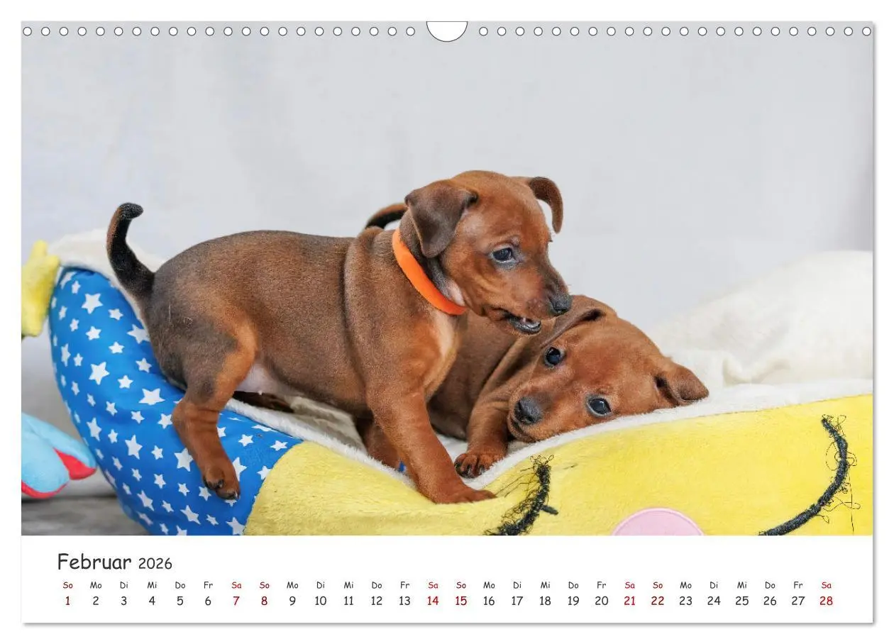 Bild: 9783457483541 | Zwergpinscher Sally's erstes Jahr (Wandkalender 2026 DIN A3 quer),...