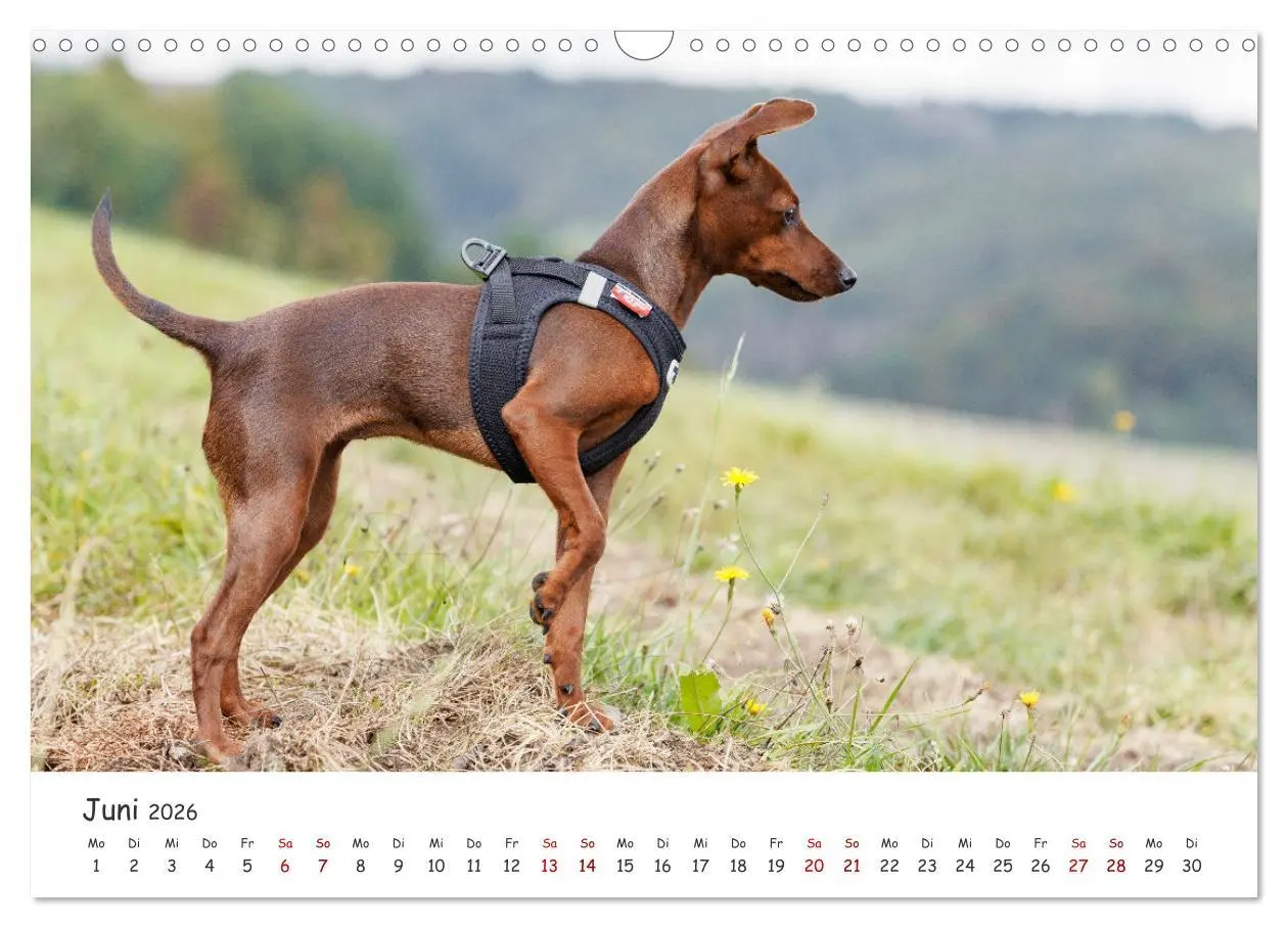 Bild: 9783457483541 | Zwergpinscher Sally's erstes Jahr (Wandkalender 2026 DIN A3 quer),...