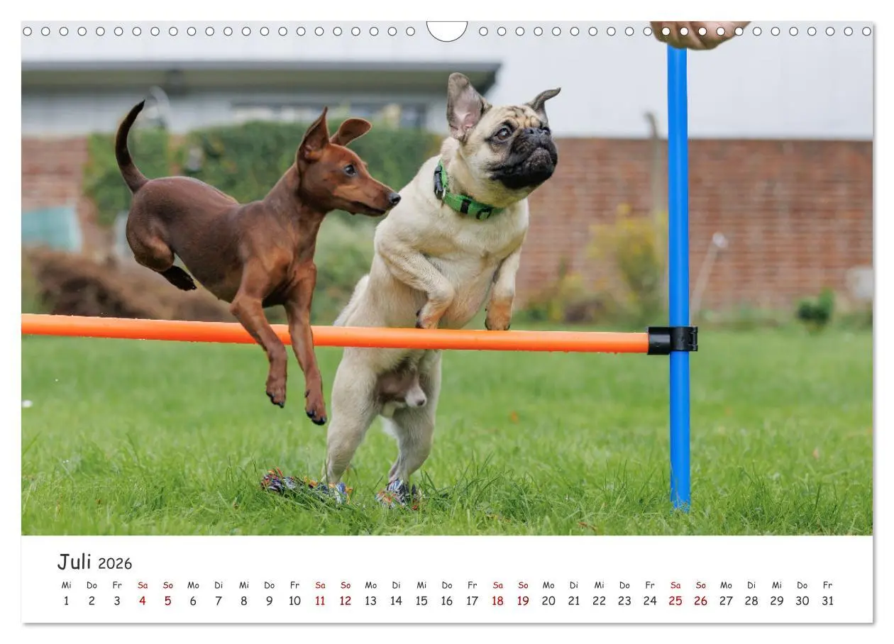 Bild: 9783457483541 | Zwergpinscher Sally's erstes Jahr (Wandkalender 2026 DIN A3 quer),...