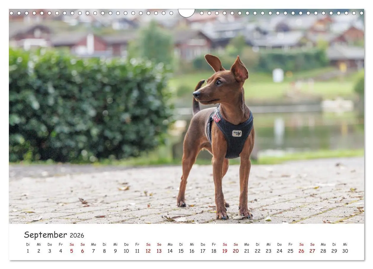 Bild: 9783457483541 | Zwergpinscher Sally's erstes Jahr (Wandkalender 2026 DIN A3 quer),...