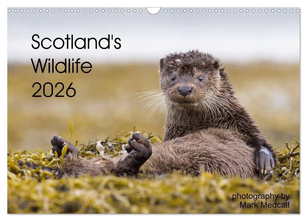 Cover: 9783516573541 | Scotland's Wildlife 2026 (Wall Calendar 2026 DIN A3 landscape),...
