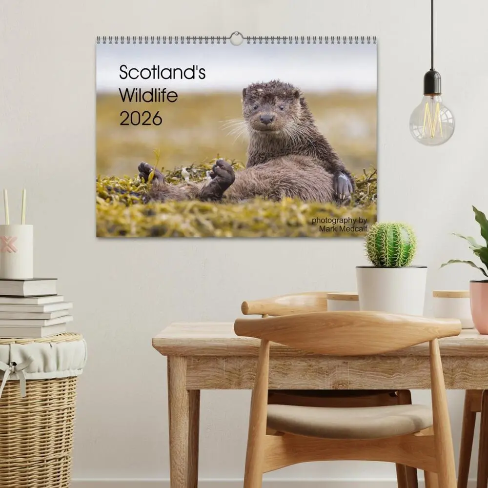 Bild: 9783516573541 | Scotland's Wildlife 2026 (Wall Calendar 2026 DIN A3 landscape),...
