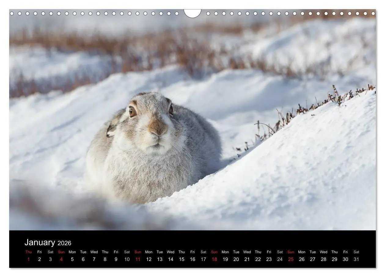 Bild: 9783516573541 | Scotland's Wildlife 2026 (Wall Calendar 2026 DIN A3 landscape),...