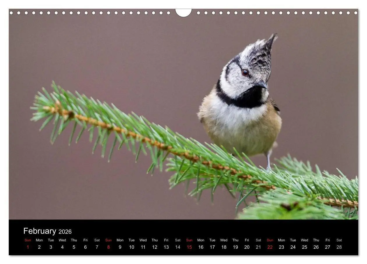 Bild: 9783516573541 | Scotland's Wildlife 2026 (Wall Calendar 2026 DIN A3 landscape),...
