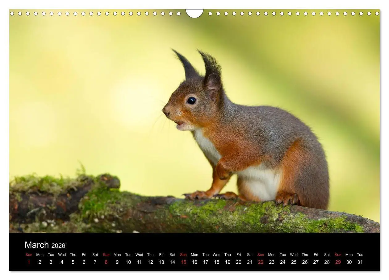 Bild: 9783516573541 | Scotland's Wildlife 2026 (Wall Calendar 2026 DIN A3 landscape),...