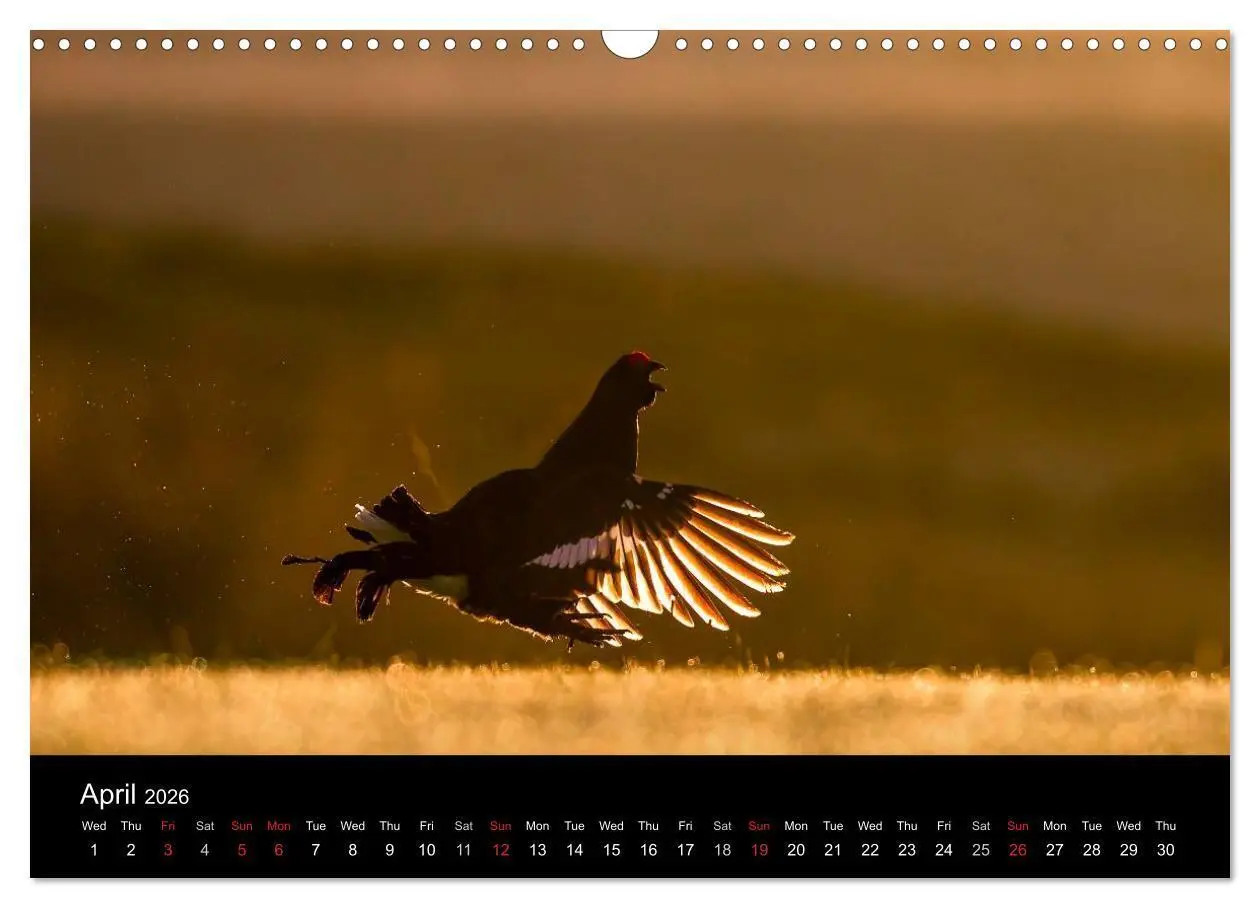 Bild: 9783516573541 | Scotland's Wildlife 2026 (Wall Calendar 2026 DIN A3 landscape),...