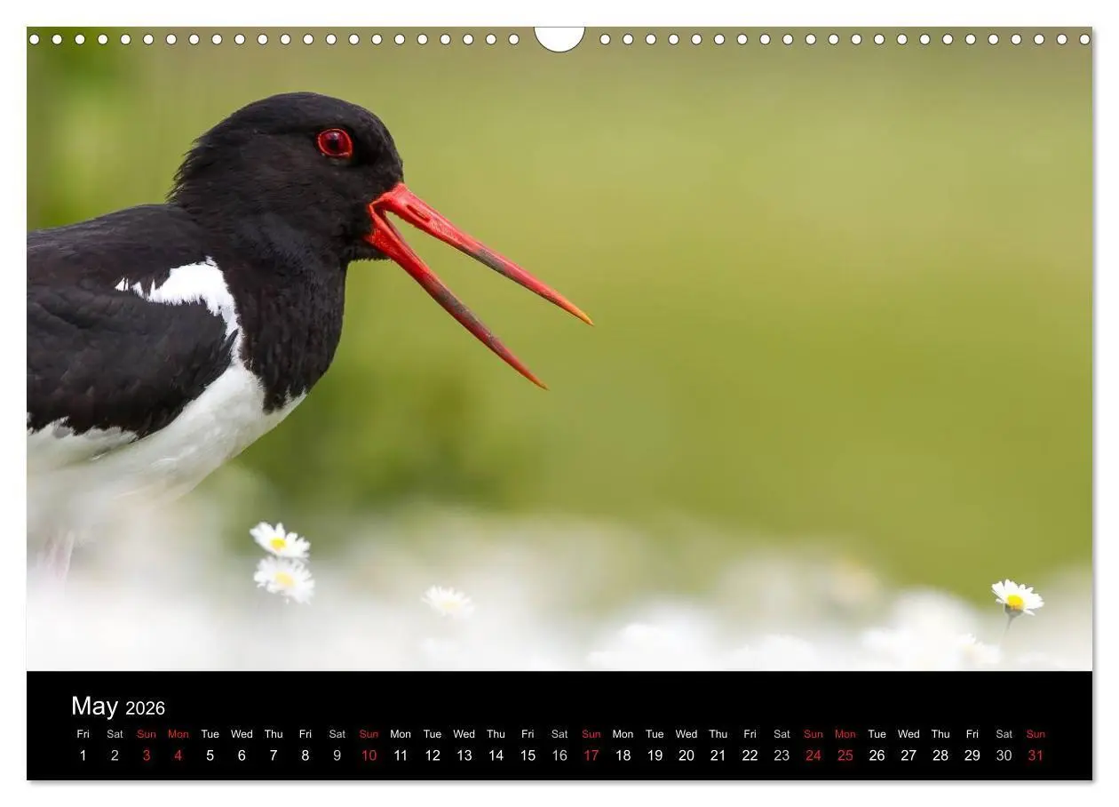 Bild: 9783516573541 | Scotland's Wildlife 2026 (Wall Calendar 2026 DIN A3 landscape),...