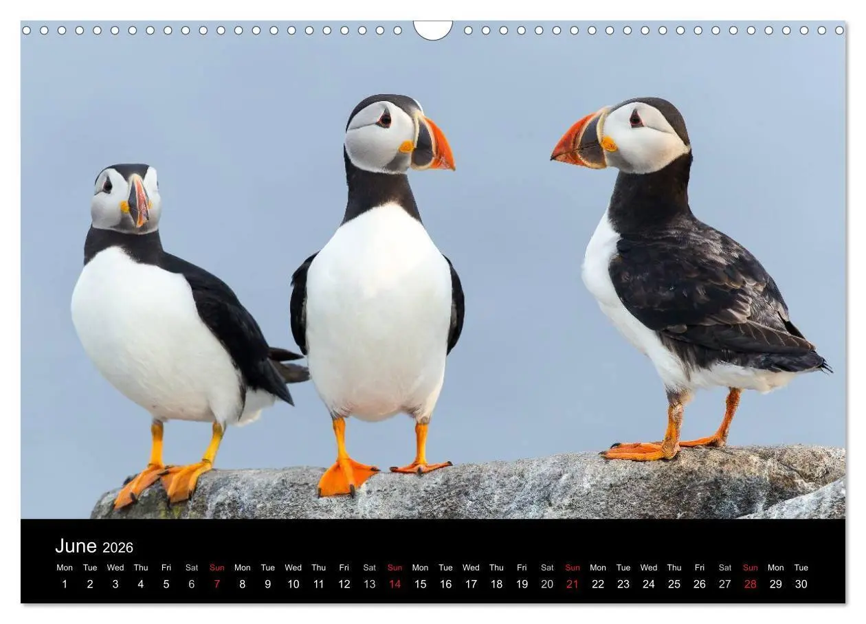 Bild: 9783516573541 | Scotland's Wildlife 2026 (Wall Calendar 2026 DIN A3 landscape),...
