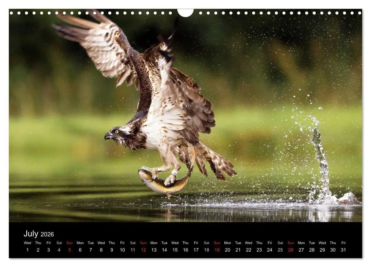 Bild: 9783516573541 | Scotland's Wildlife 2026 (Wall Calendar 2026 DIN A3 landscape),...