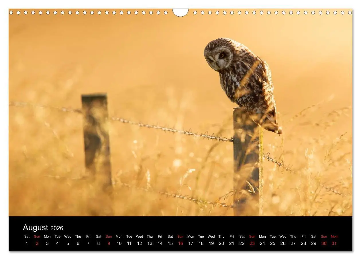 Bild: 9783516573541 | Scotland's Wildlife 2026 (Wall Calendar 2026 DIN A3 landscape),...
