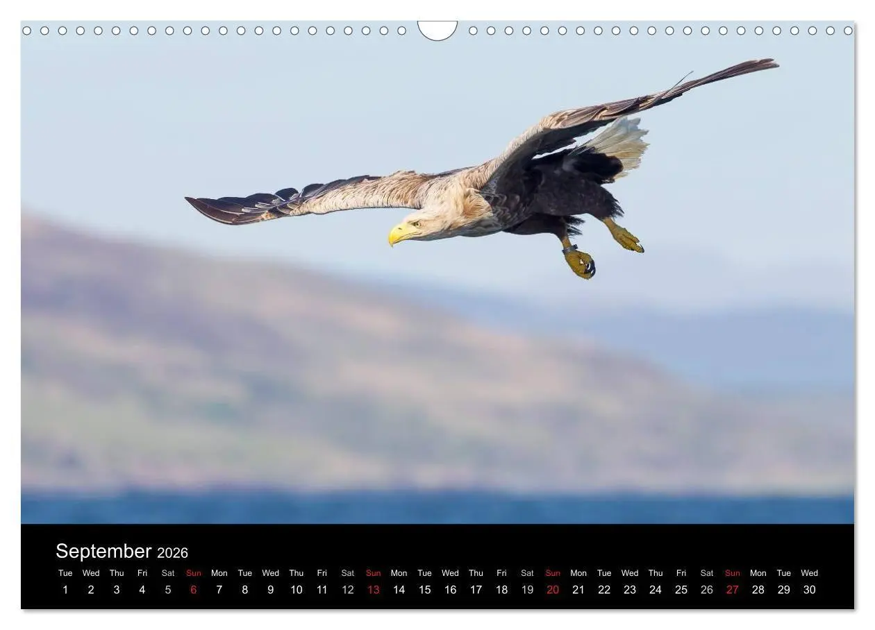 Bild: 9783516573541 | Scotland's Wildlife 2026 (Wall Calendar 2026 DIN A3 landscape),...