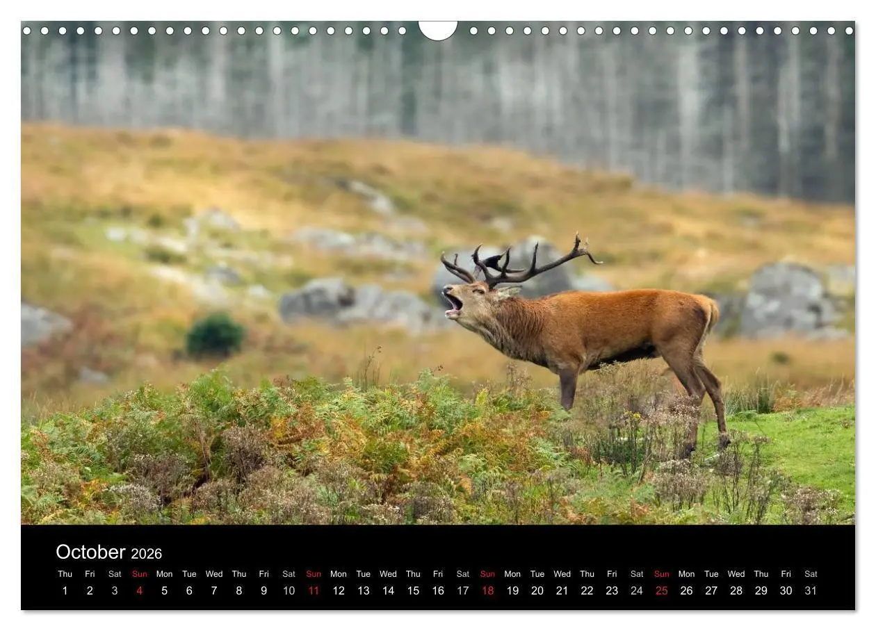 Bild: 9783516573541 | Scotland's Wildlife 2026 (Wall Calendar 2026 DIN A3 landscape),...