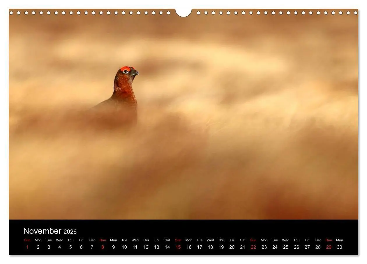 Bild: 9783516573541 | Scotland's Wildlife 2026 (Wall Calendar 2026 DIN A3 landscape),...