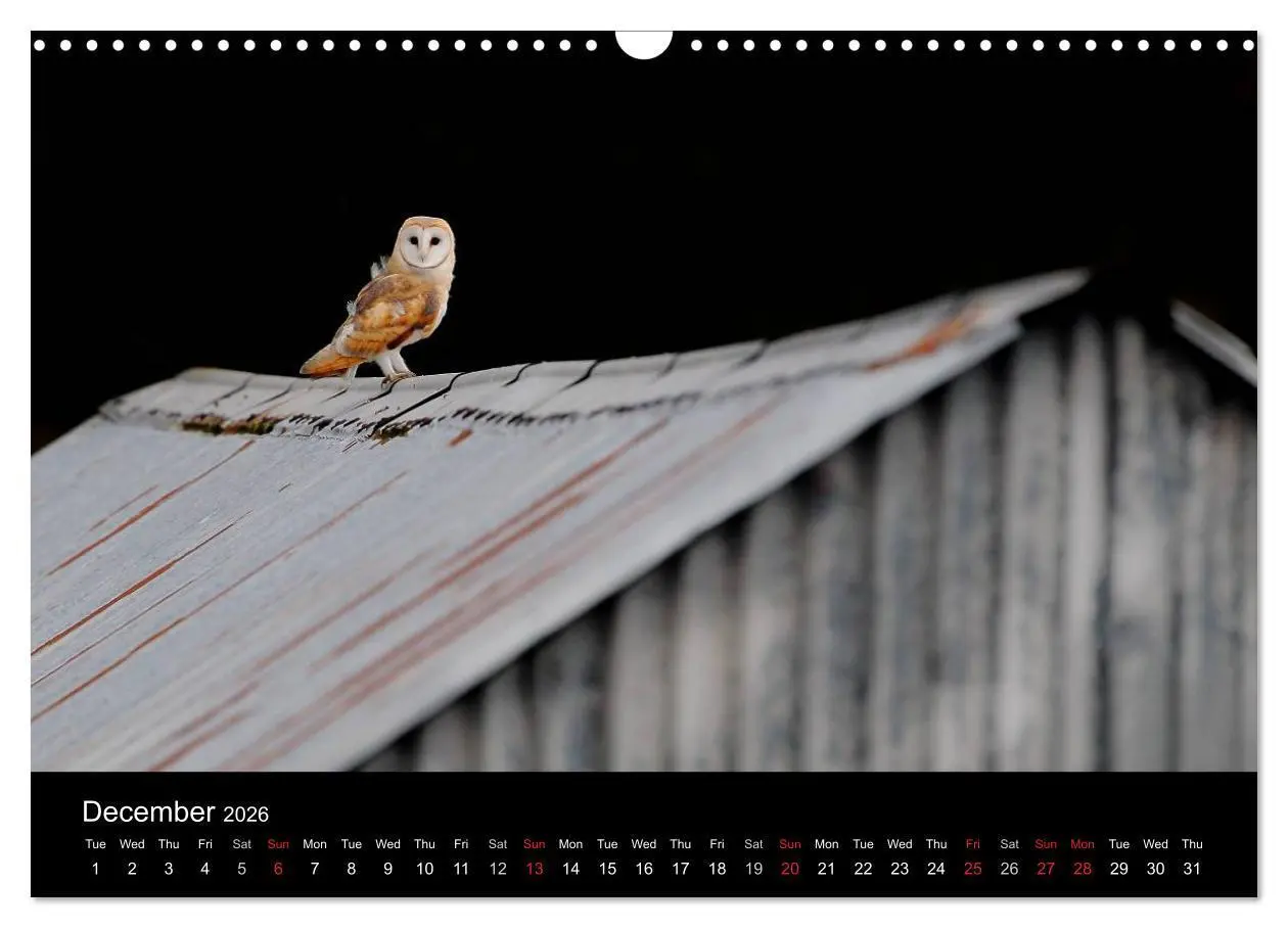 Bild: 9783516573541 | Scotland's Wildlife 2026 (Wall Calendar 2026 DIN A3 landscape),...