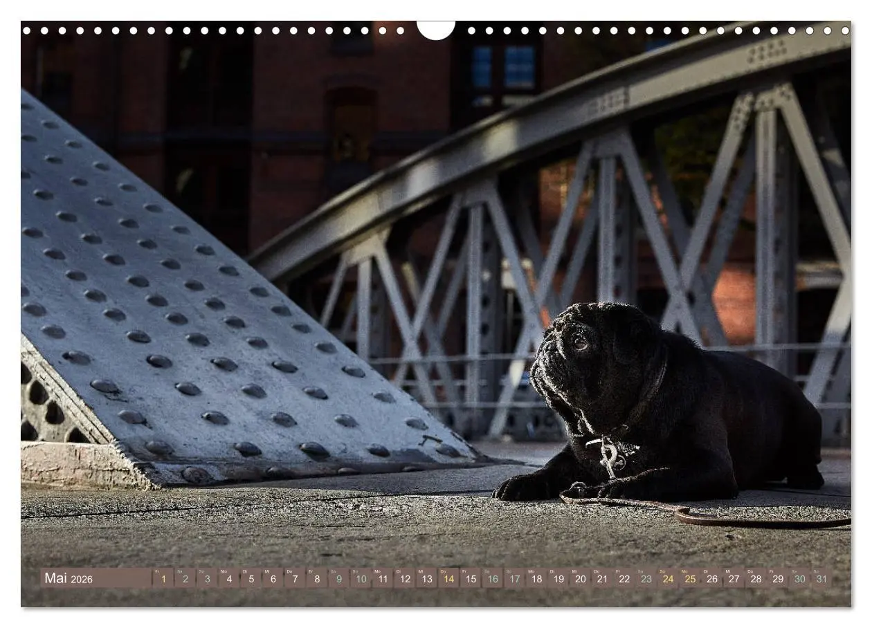 Bild: 9783457853641 | Hamburg - Stadt der Möpse (Wandkalender 2026 DIN A3 quer), CALVENDO...