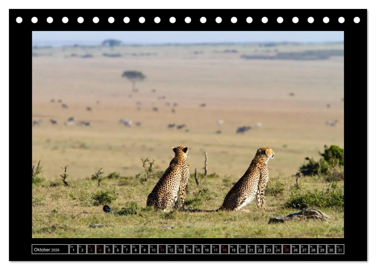 Bild: 9783516163841 | Afrikas Katzen (Tischkalender 2026 DIN A5 quer), CALVENDO...