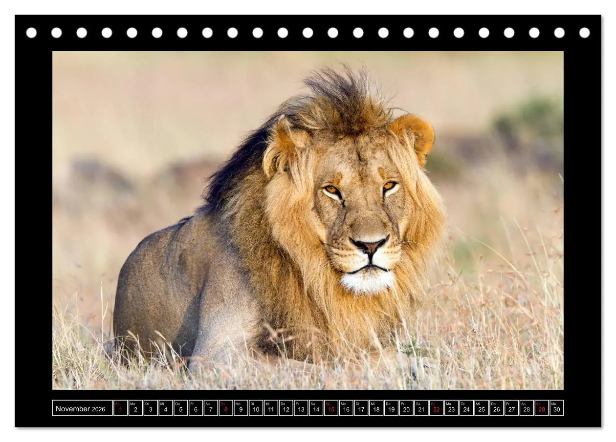 Bild: 9783516163841 | Afrikas Katzen (Tischkalender 2026 DIN A5 quer), CALVENDO...