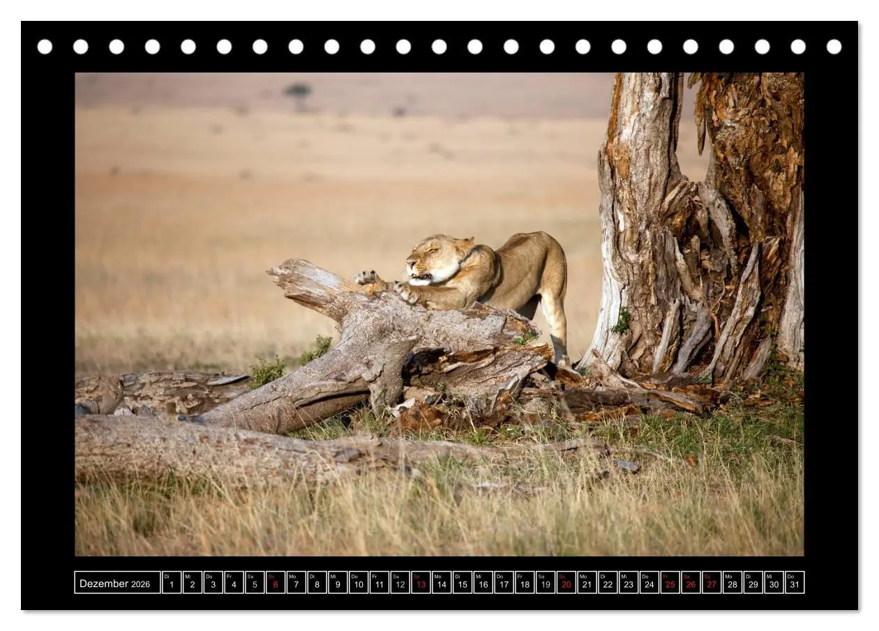 Bild: 9783516163841 | Afrikas Katzen (Tischkalender 2026 DIN A5 quer), CALVENDO...