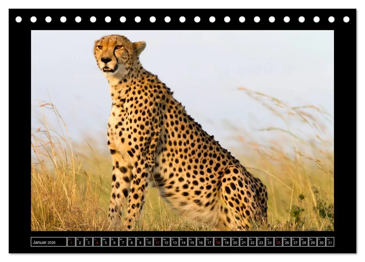 Bild: 9783516163841 | Afrikas Katzen (Tischkalender 2026 DIN A5 quer), CALVENDO...
