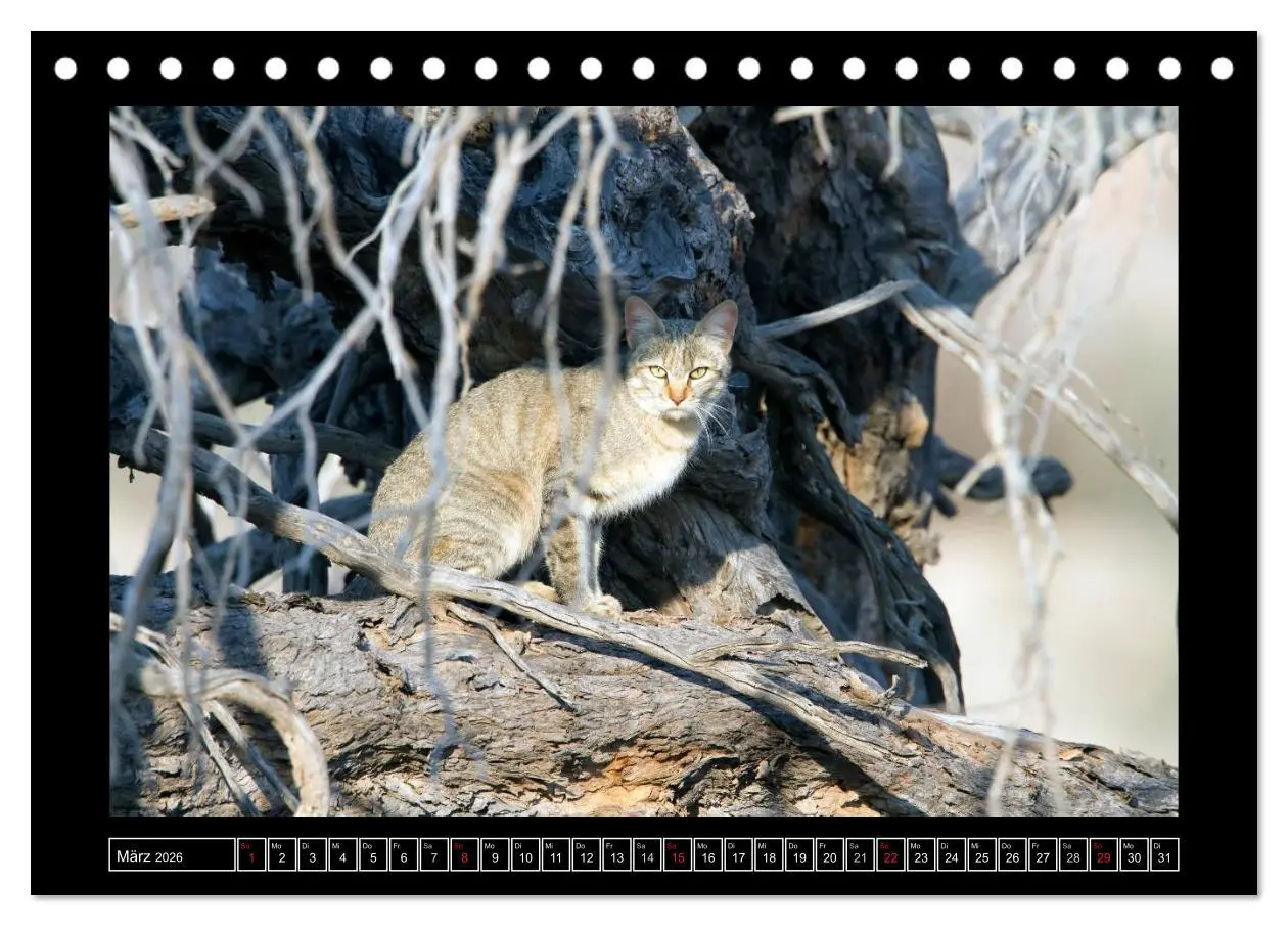 Bild: 9783516163841 | Afrikas Katzen (Tischkalender 2026 DIN A5 quer), CALVENDO...