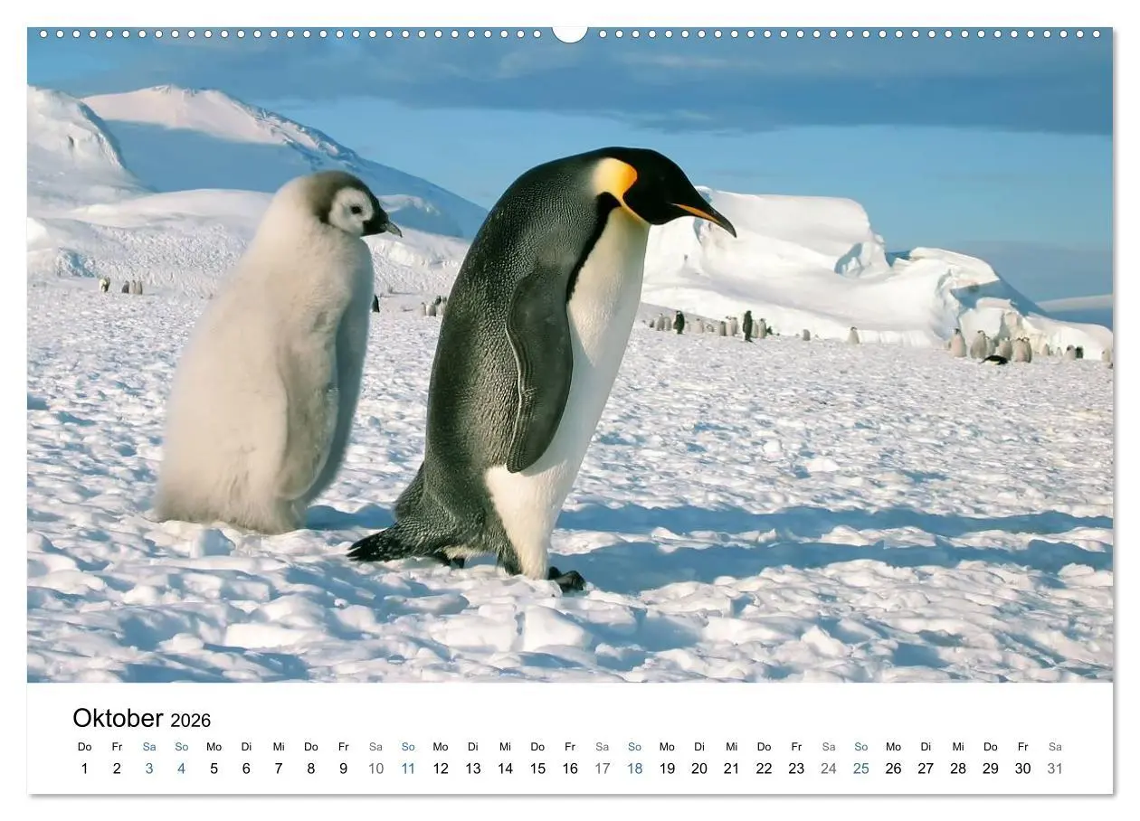 Bild: 9783516233841 | Antarktis (hochwertiger Premium Wandkalender 2026 DIN A2 quer),...