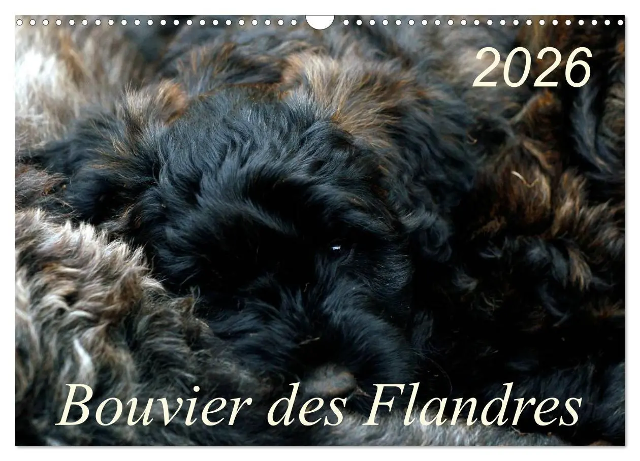 Cover: 9783516223941 | Bouvier des Flandres (Wandkalender 2026 DIN A3 quer), CALVENDO...