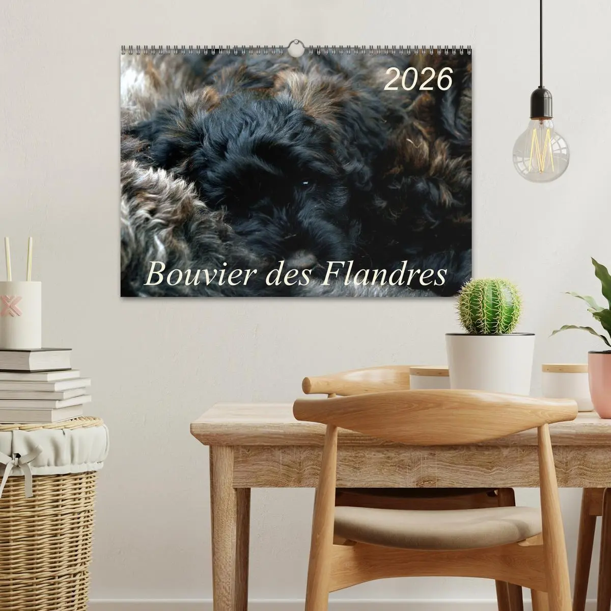 Bild: 9783516223941 | Bouvier des Flandres (Wandkalender 2026 DIN A3 quer), CALVENDO...