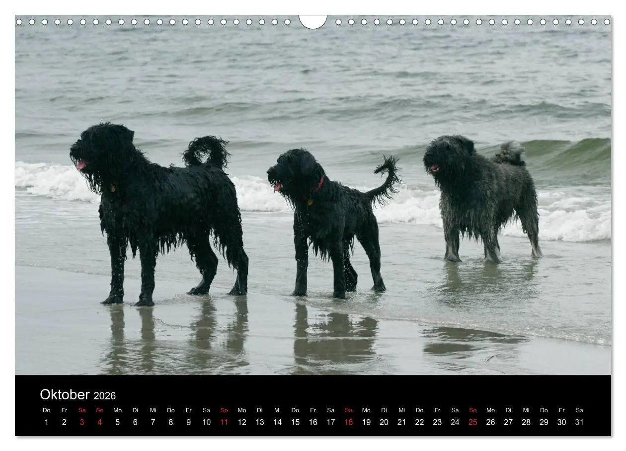 Bild: 9783516223941 | Bouvier des Flandres (Wandkalender 2026 DIN A3 quer), CALVENDO...