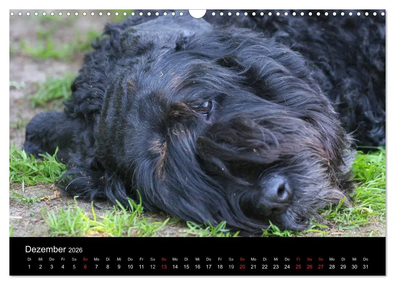 Bild: 9783516223941 | Bouvier des Flandres (Wandkalender 2026 DIN A3 quer), CALVENDO...