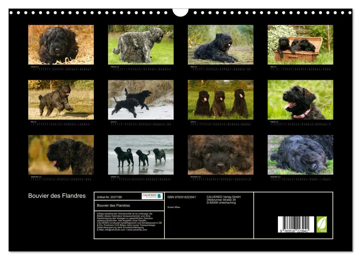 Bild: 9783516223941 | Bouvier des Flandres (Wandkalender 2026 DIN A3 quer), CALVENDO...