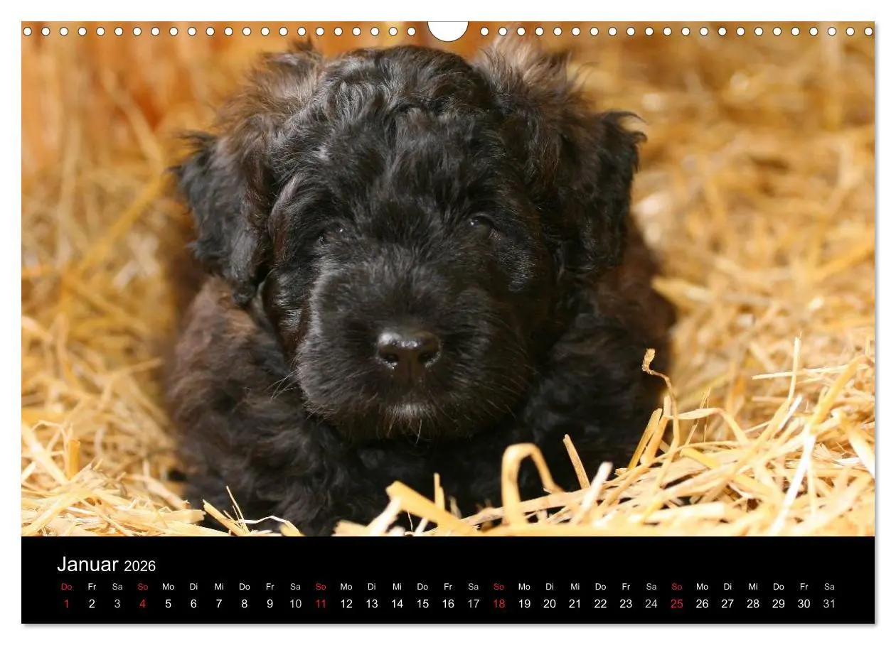 Bild: 9783516223941 | Bouvier des Flandres (Wandkalender 2026 DIN A3 quer), CALVENDO...