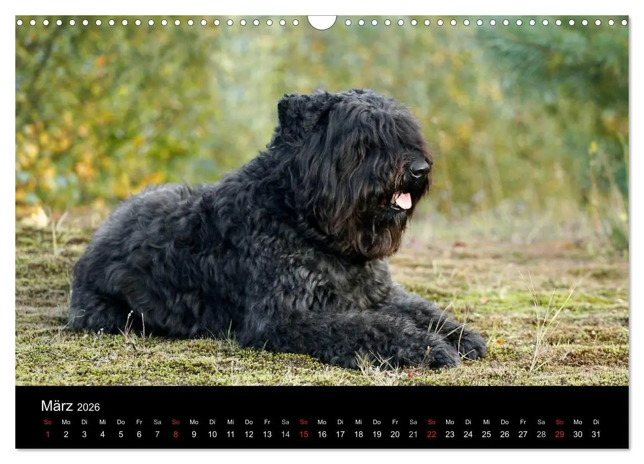 Bild: 9783516223941 | Bouvier des Flandres (Wandkalender 2026 DIN A3 quer), CALVENDO...