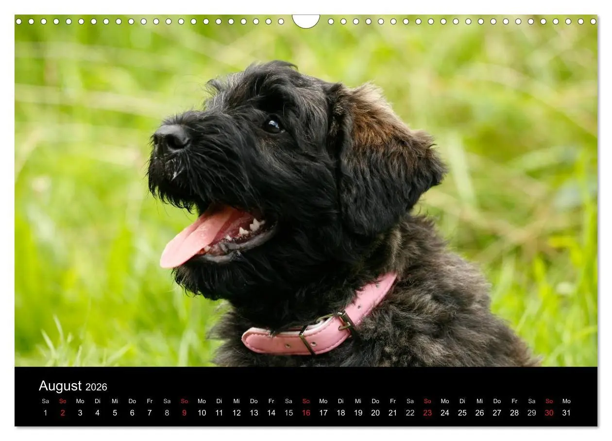 Bild: 9783516223941 | Bouvier des Flandres (Wandkalender 2026 DIN A3 quer), CALVENDO...