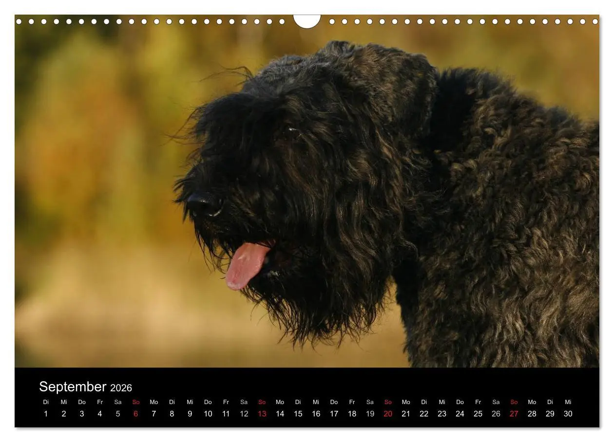 Bild: 9783516223941 | Bouvier des Flandres (Wandkalender 2026 DIN A3 quer), CALVENDO...