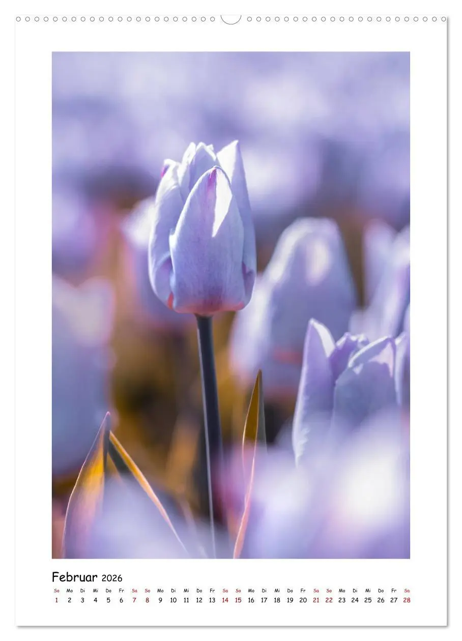 Bild: 9783516393941 | Lila Blütenzauber (Wandkalender 2026 DIN A2 hoch), CALVENDO...