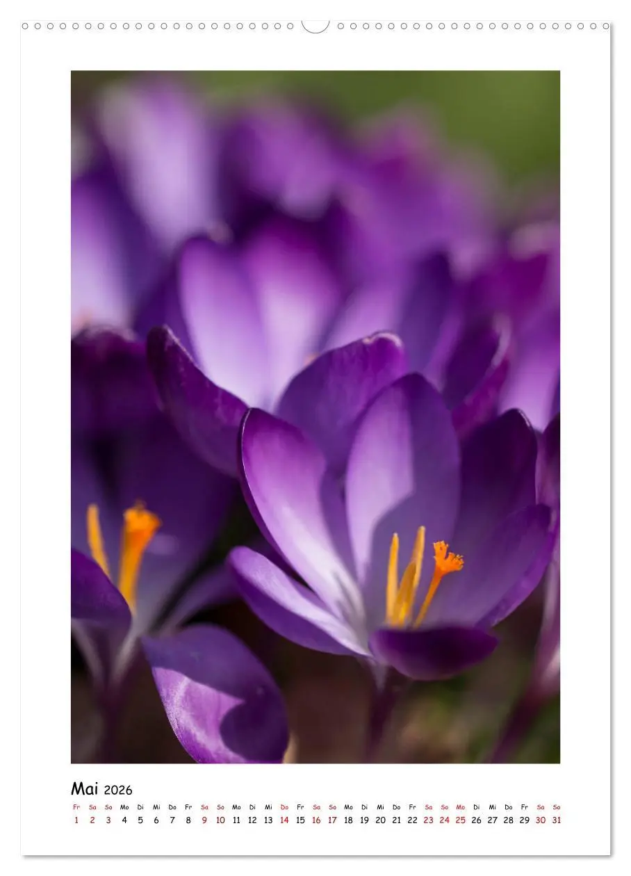 Bild: 9783516393941 | Lila Blütenzauber (Wandkalender 2026 DIN A2 hoch), CALVENDO...
