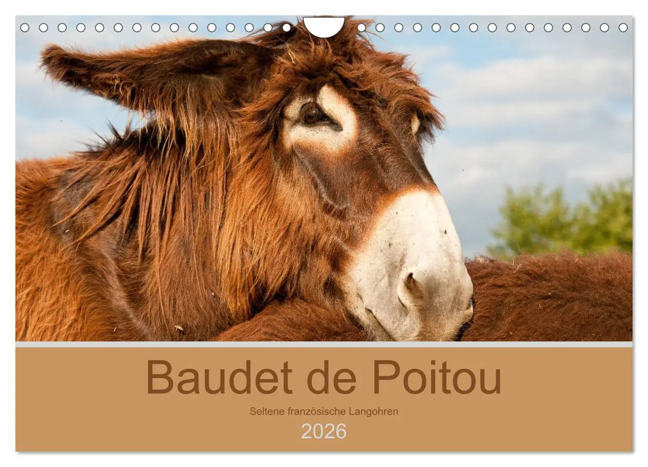 Cover: 9783457874141 | Baudet de Poitou - Seltene französische Langohren (Wandkalender...