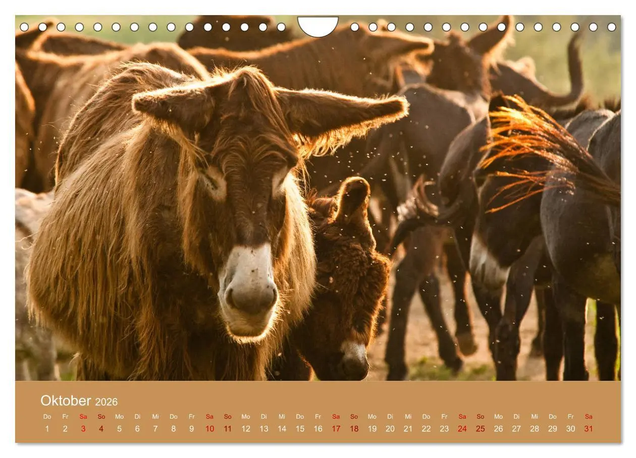 Bild: 9783457874141 | Baudet de Poitou - Seltene französische Langohren (Wandkalender...