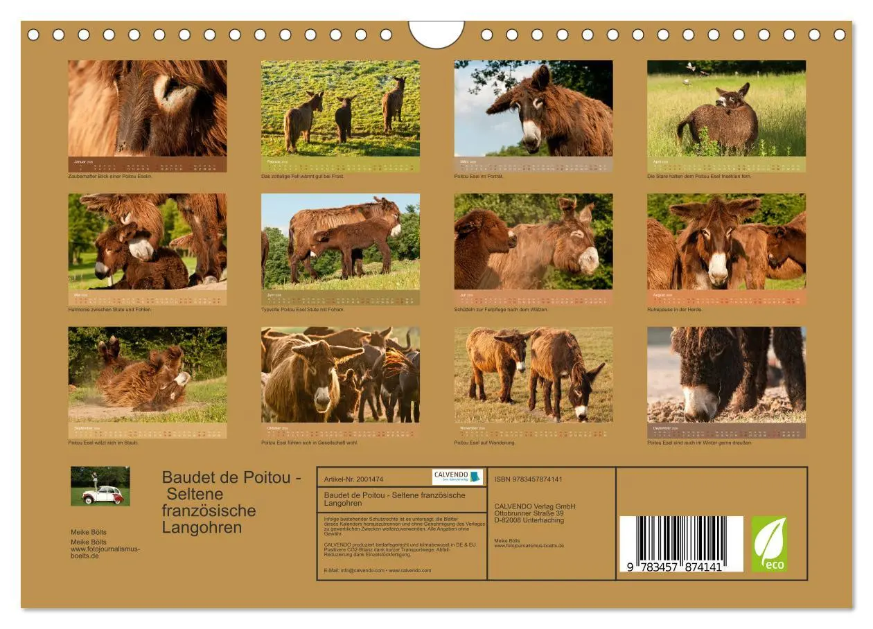 Bild: 9783457874141 | Baudet de Poitou - Seltene französische Langohren (Wandkalender...