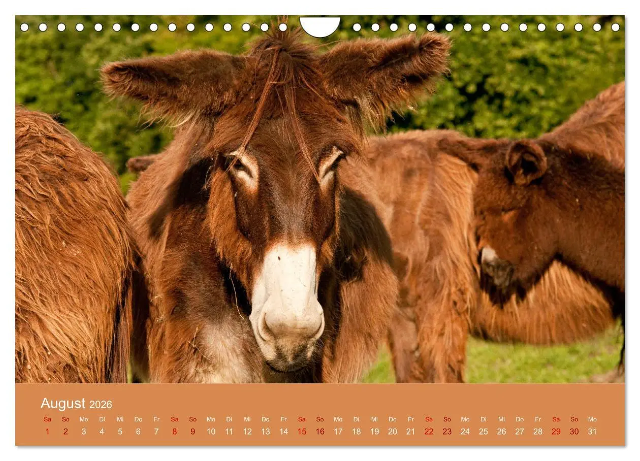 Bild: 9783457874141 | Baudet de Poitou - Seltene französische Langohren (Wandkalender...