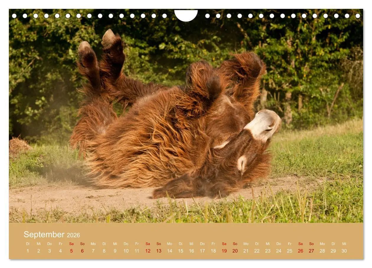 Bild: 9783457874141 | Baudet de Poitou - Seltene französische Langohren (Wandkalender...